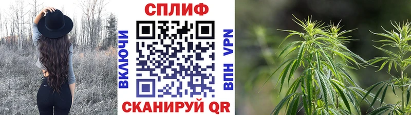 купить   Вязники  Бошки марихуана семена 